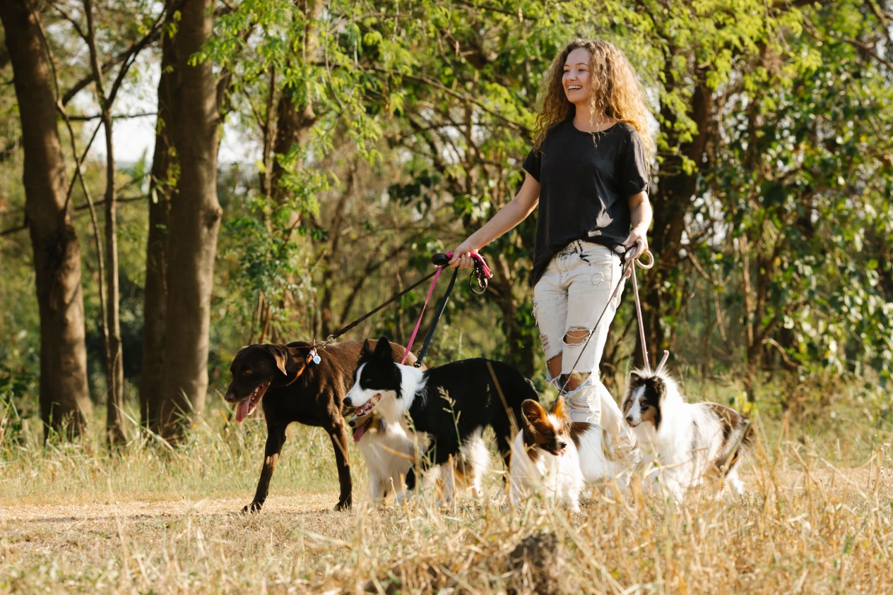 Smiling dog walker walking down the road with four dogs